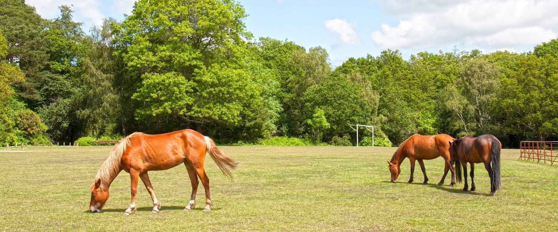 Cottages in the New Forest